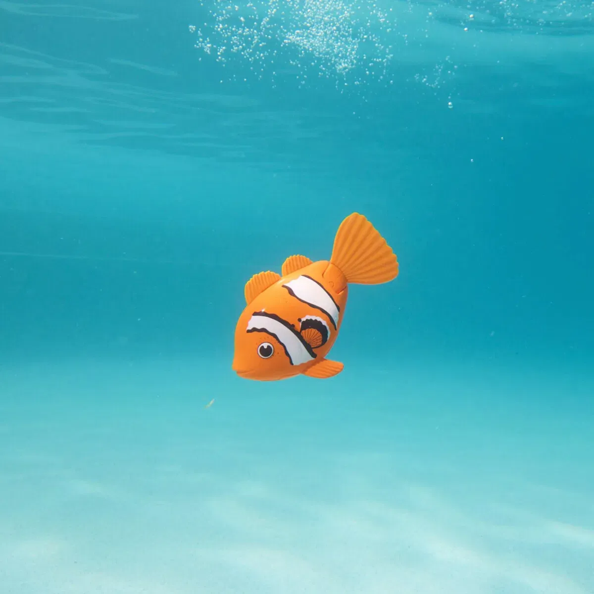 Rainbow Reef Fish Asst.
